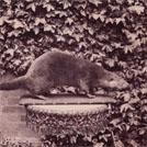 An otter killed in 1881